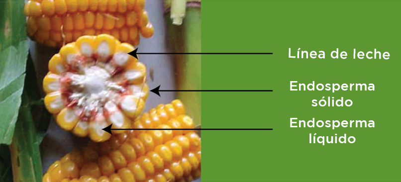 Silaje de maíz: momento óptimo de picado