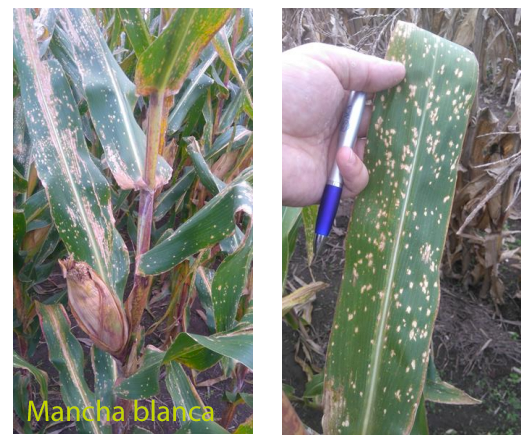 Maíz tardío: Principales enfermedades