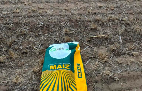 Fertilización en maíz