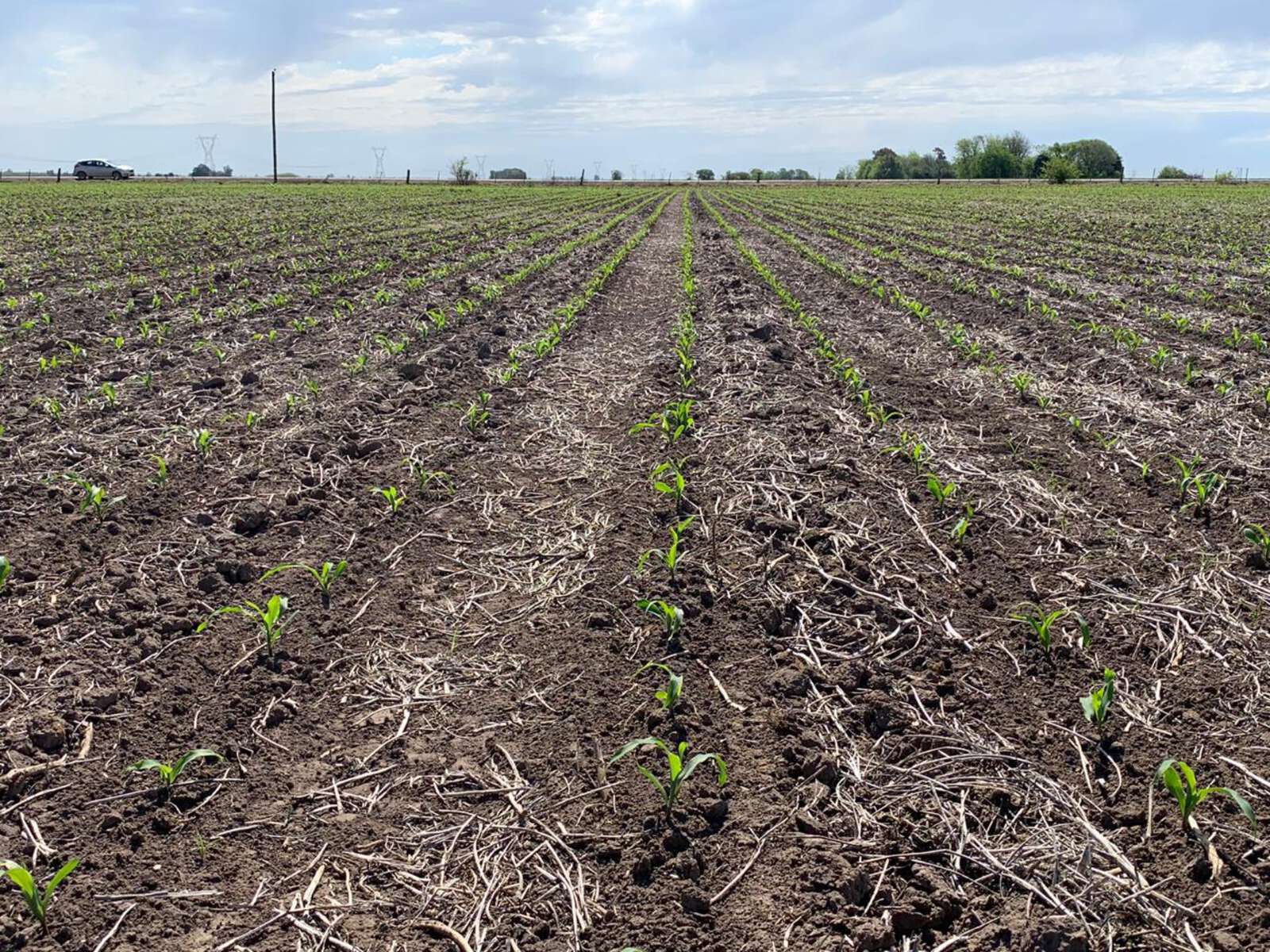 Atraso en la siembra de maíz temprano: recomendaciones a tener en cuenta