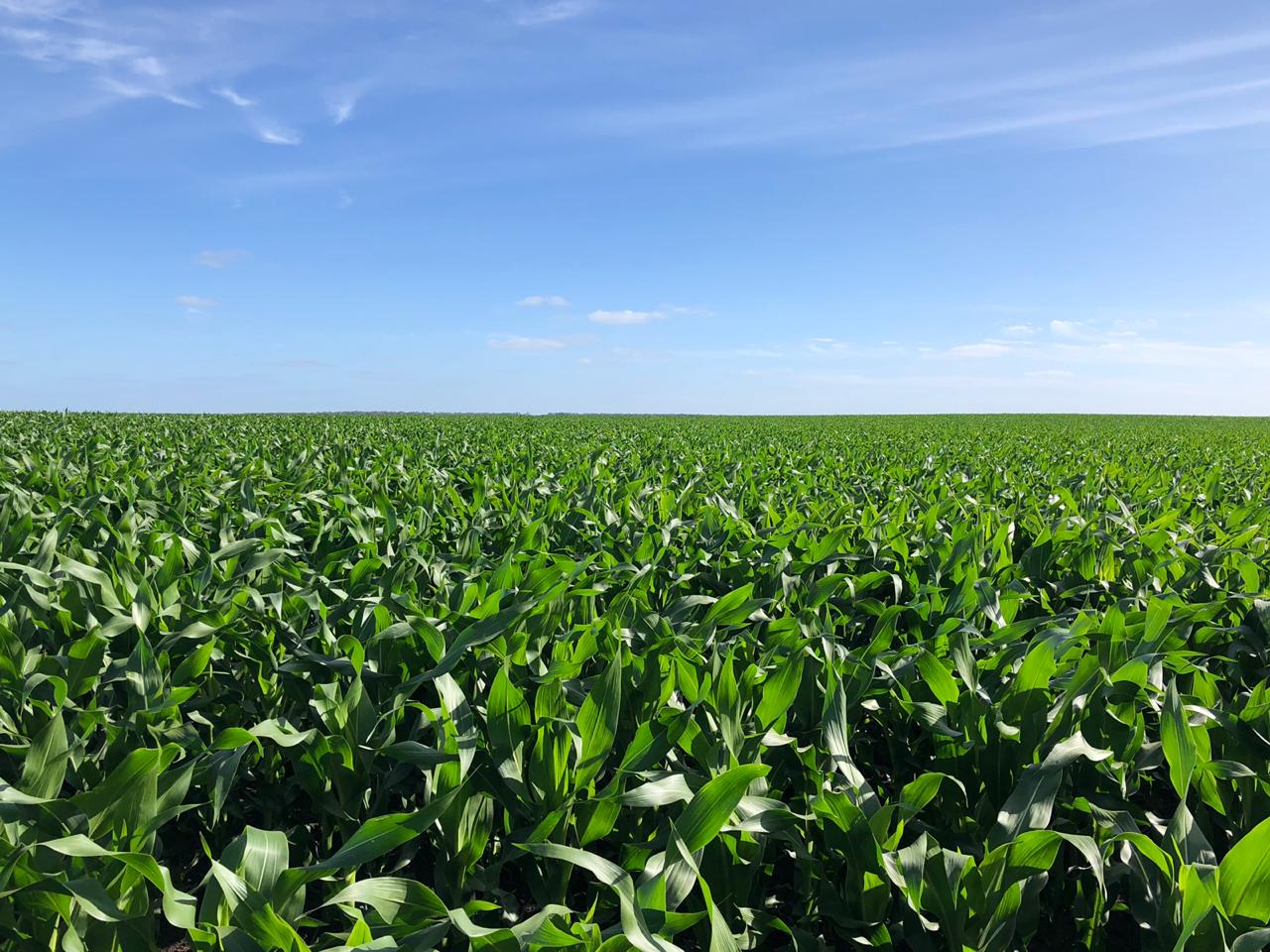 Factores claves a tener en cuenta para lograr silaje de maíz de alta calidad