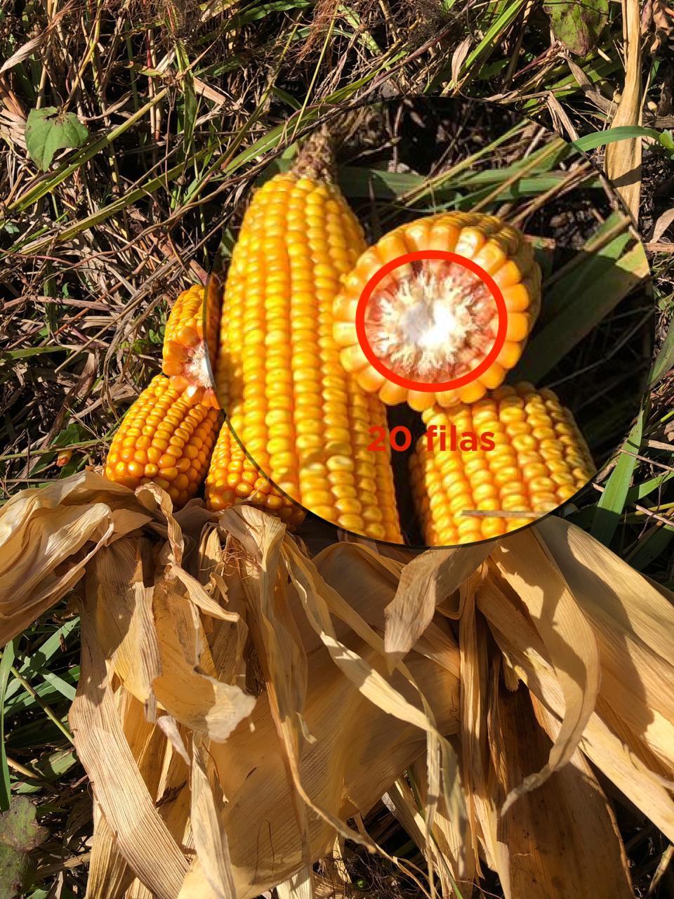 Estimación de rendimiento de maíz en precosecha