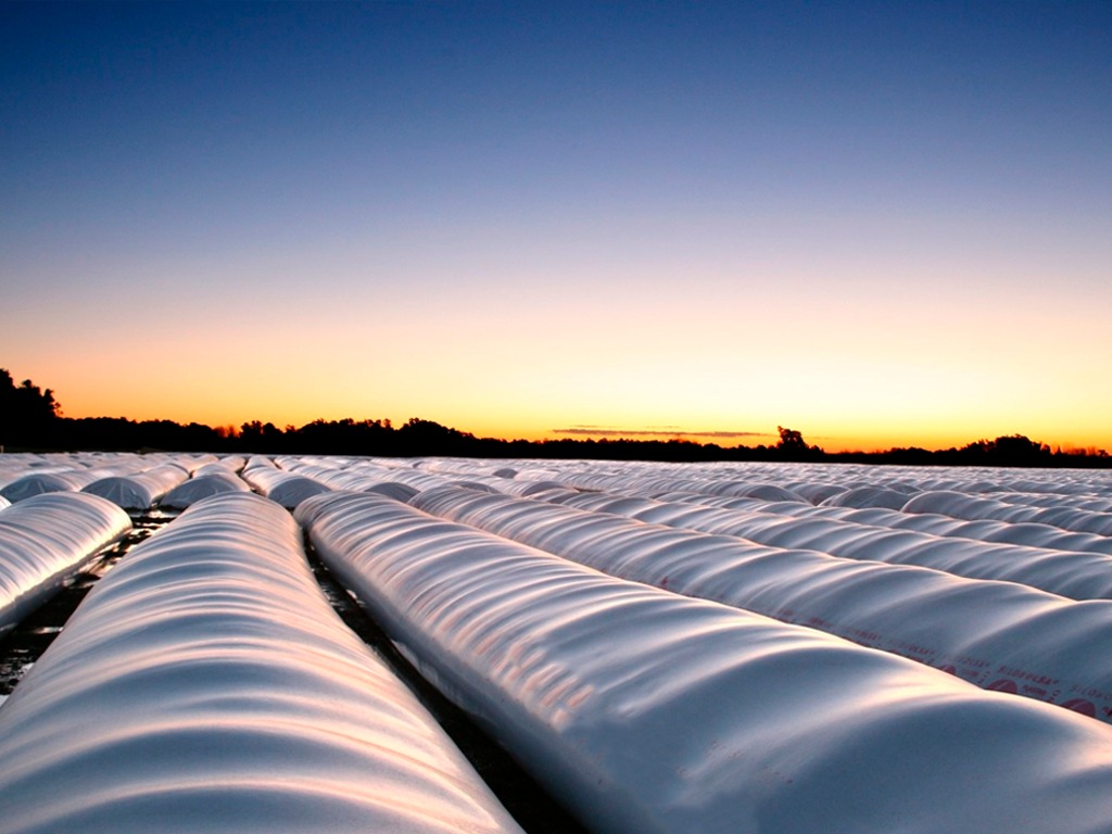 Poscosecha de maíz: Pautas para el almacenaje seguro en silo bolsa
