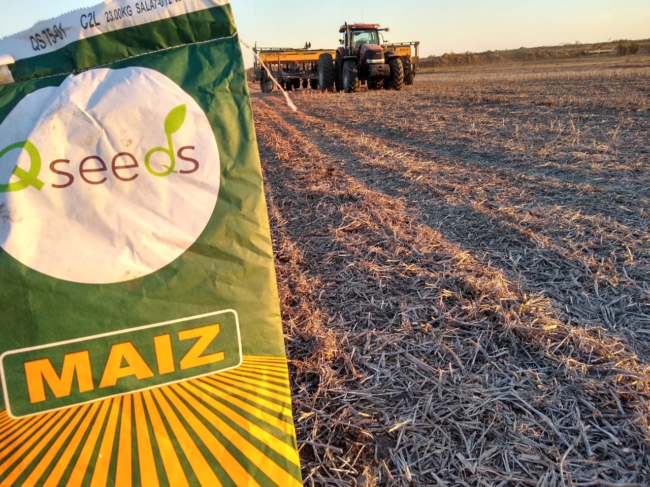 Siembra de maíz: temperatura y humedad del suelo