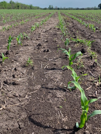 Ventajas en el control de malezas sembrando maices QS 73-01 y QS 75-01